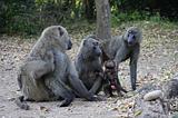 Ethiopia - Mago National Park - Baboons - 14